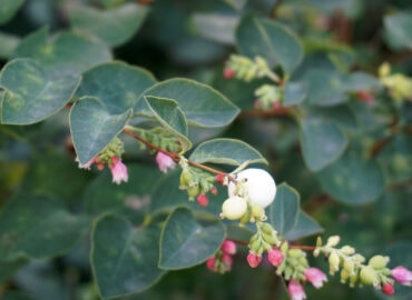 Снежноягодник белый (лат. Symphoricarpos albus)