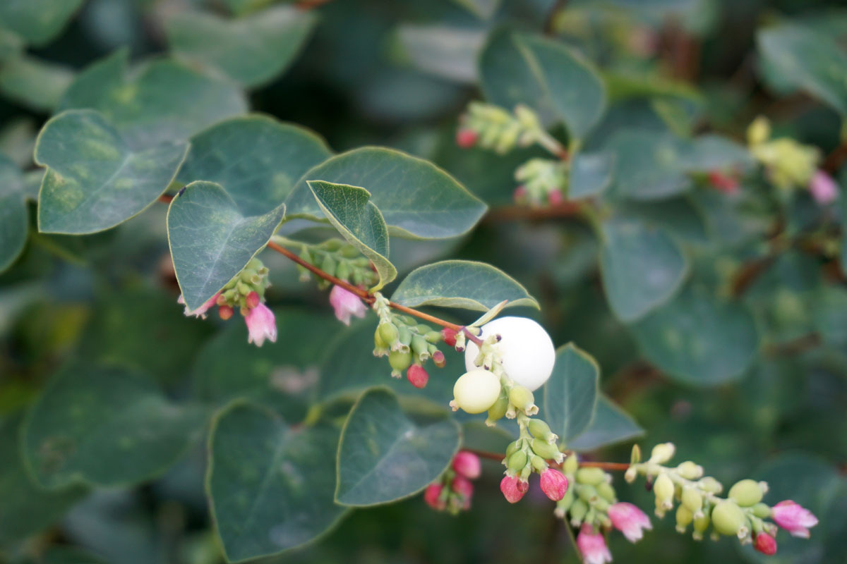 Снежноягодник белый (лат. Symphoricarpos albus)
