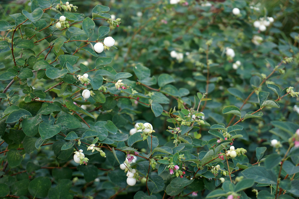 Снежноягодник белый (лат. Symphoricarpos albus)