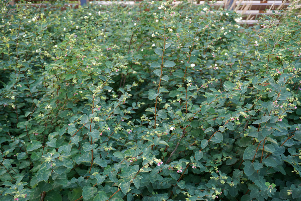 Снежноягодник белый (лат. Symphoricarpos albus)