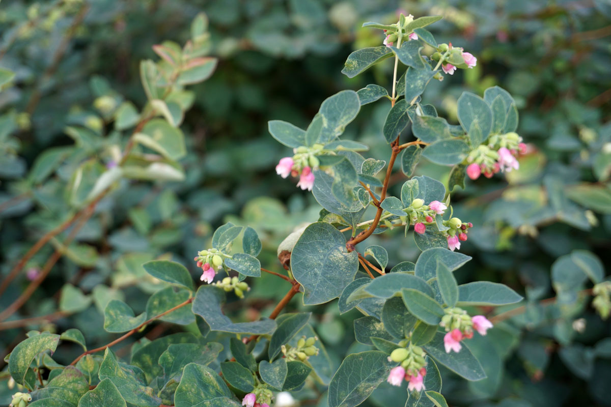Снежноягодник белый (лат. Symphoricarpos albus)