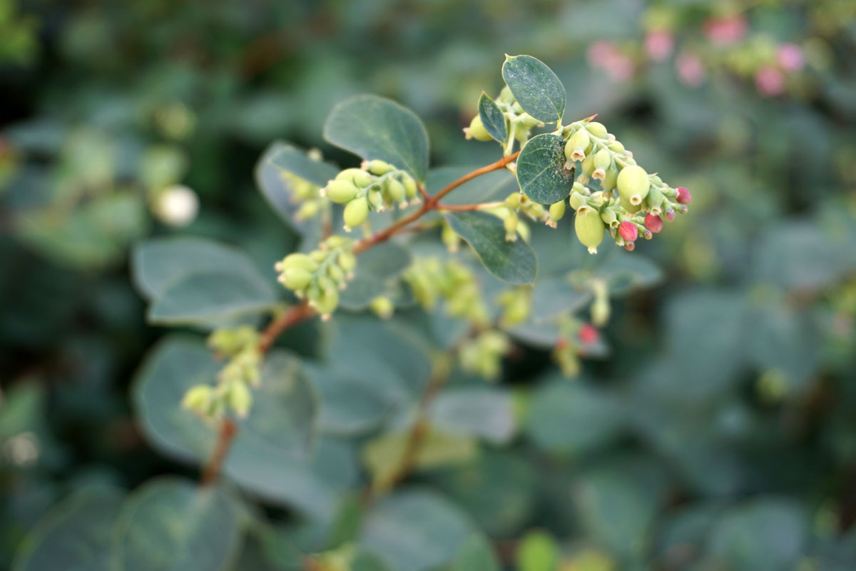 Снежноягодник белый (лат. Symphoricarpos albus)