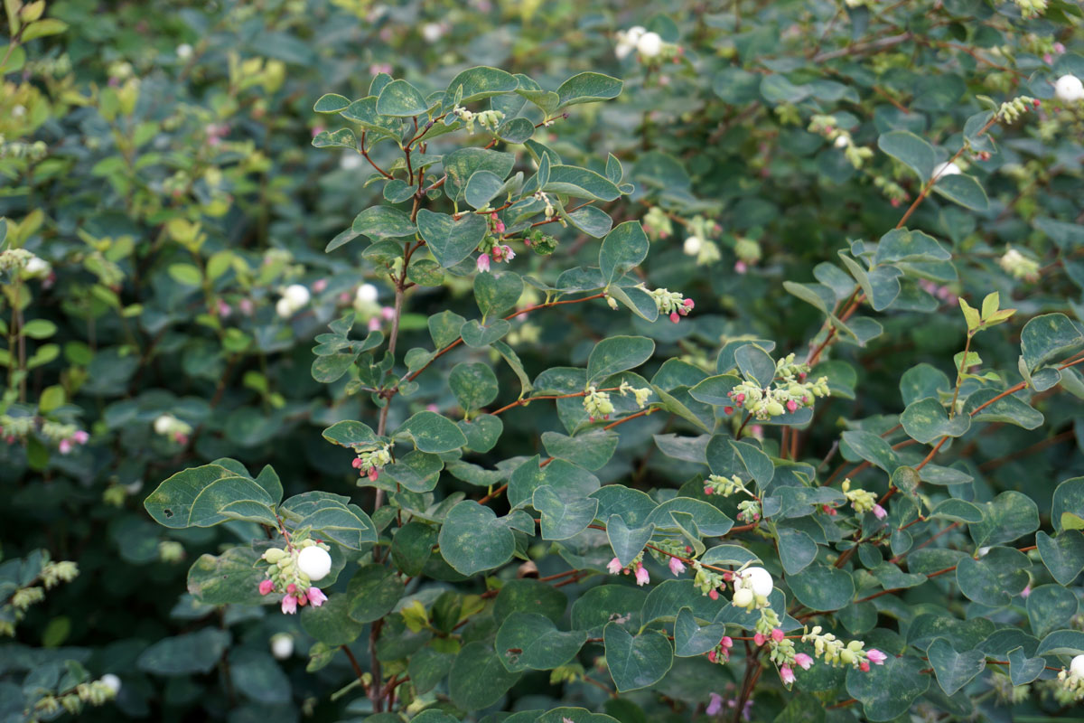 Снежноягодник белый (лат. Symphoricarpos albus)
