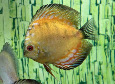 Дискус (лат. Symphysodon spp.)