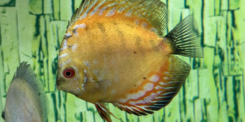 Дискус (лат. Symphysodon spp.)