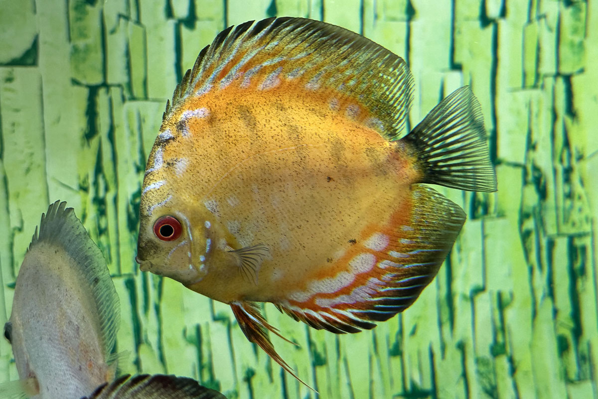 Дискус (лат. Symphysodon spp.)