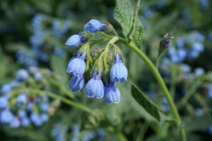 Окопник кавказский (лат. Symphytum caucasicum)