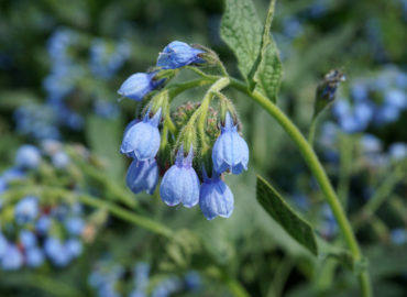 Окопник кавказский (лат. Symphytum caucasicum)