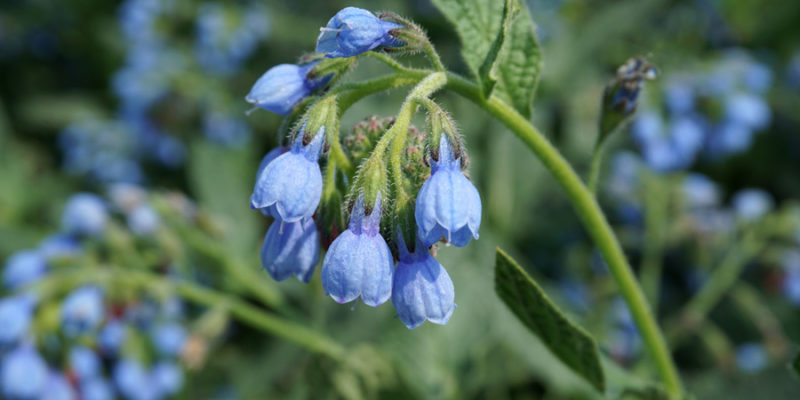 Окопник кавказский (лат. Symphytum caucasicum)