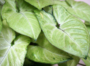 Сингониум ножколистный (лат. Syngonium podophyllum)