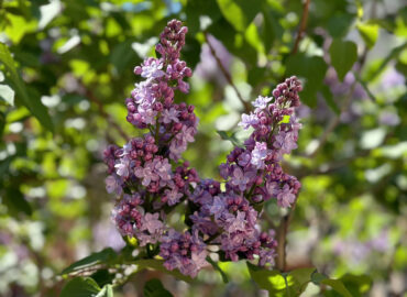 Сирень (лат. Syringa)