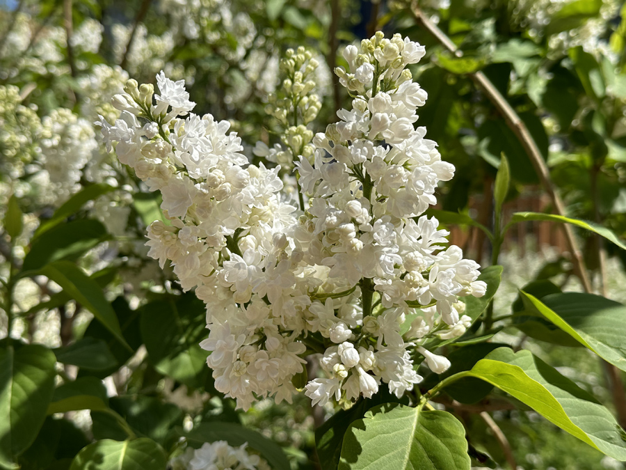 Сирень (лат. Syringa)