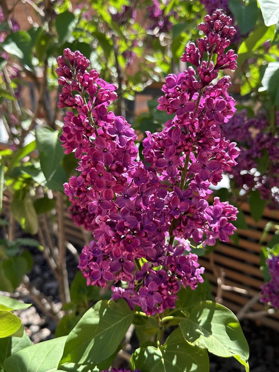 Сирень (лат. Syringa)