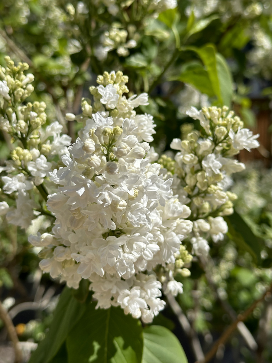 Сирень (лат. Syringa)