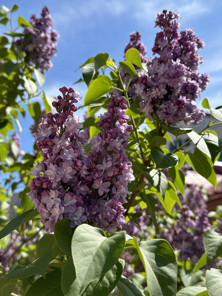 Сирень (лат. Syringa)