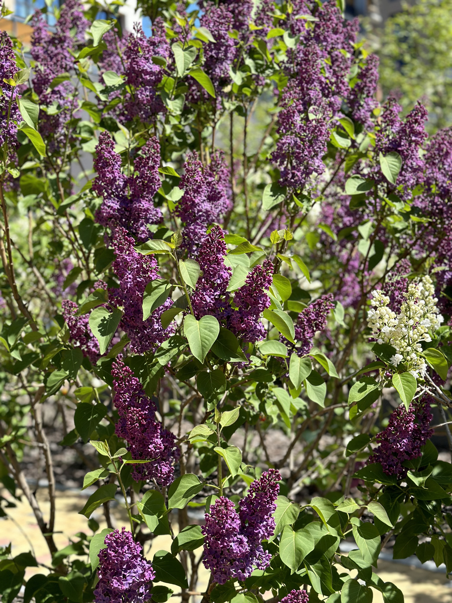 Сирень (лат. Syringa)