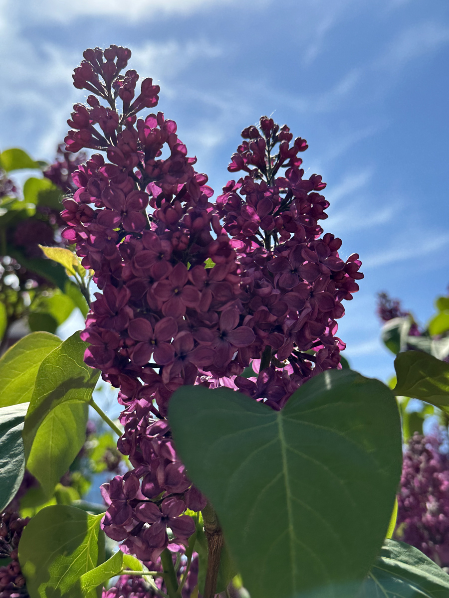 Сирень (лат. Syringa)