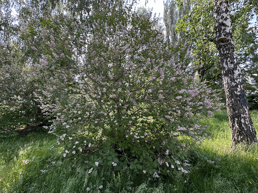 Сирень (лат. Syringa)