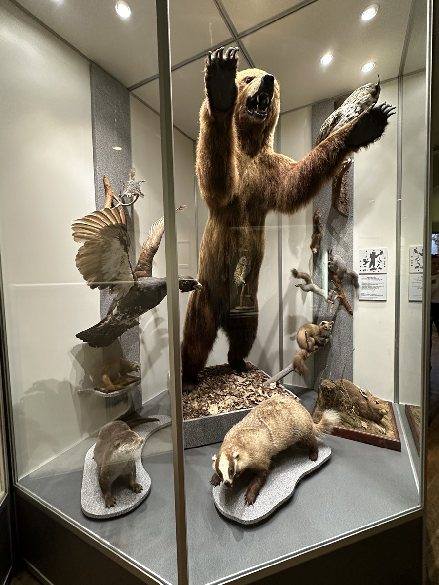 Животные тайги