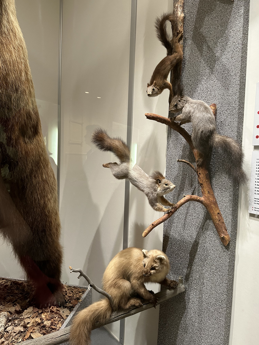 Животные тайги