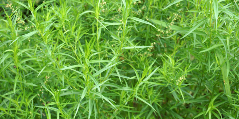 Полынь эстрагонная, или эстрагон, или тархун (лат. Artemisia dracunculus)