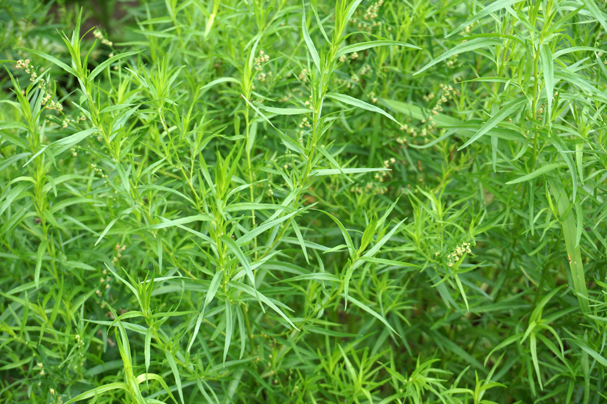 Полынь эстрагонная, или эстрагон, или тархун (лат. Artemisia dracunculus)