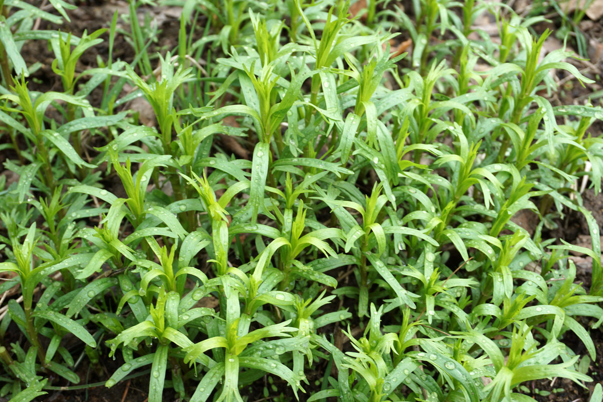 Полынь эстрагонная, или эстрагон, или тархун (лат. Artemisia dracunculus)
