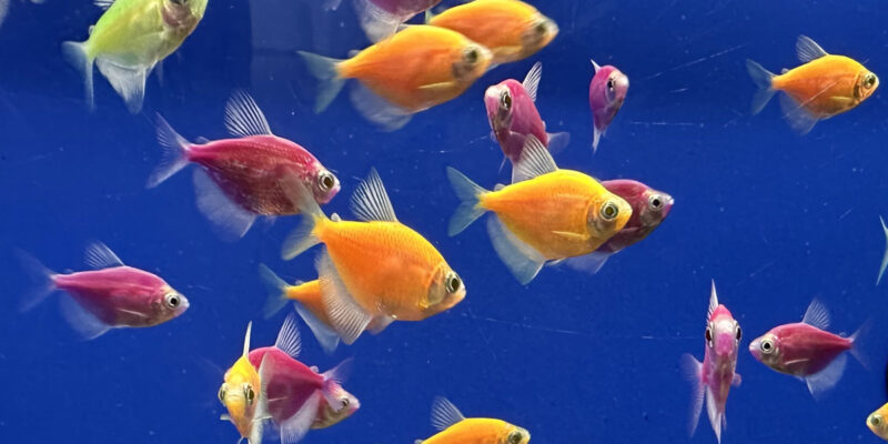 Тернеция карамелька