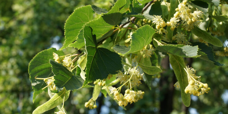 Польза цветков липы