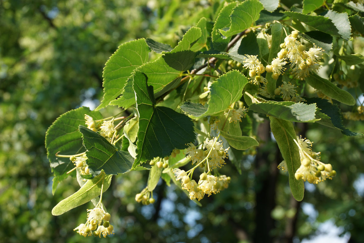 Польза цветков липы