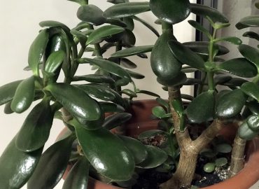 Толстянка яйцевидная (Crassula ovata): уход в домашних условиях
