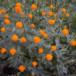 Купальница азиатская (лат. Trollius asiaticus)