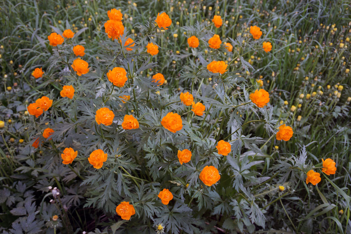 Купальница азиатская (лат. Trollius asiaticus)