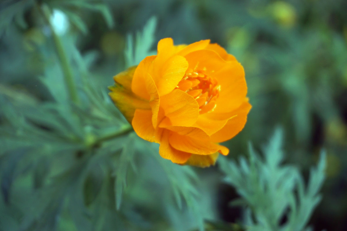 Купальница азиатская (лат. Trollius asiaticus)