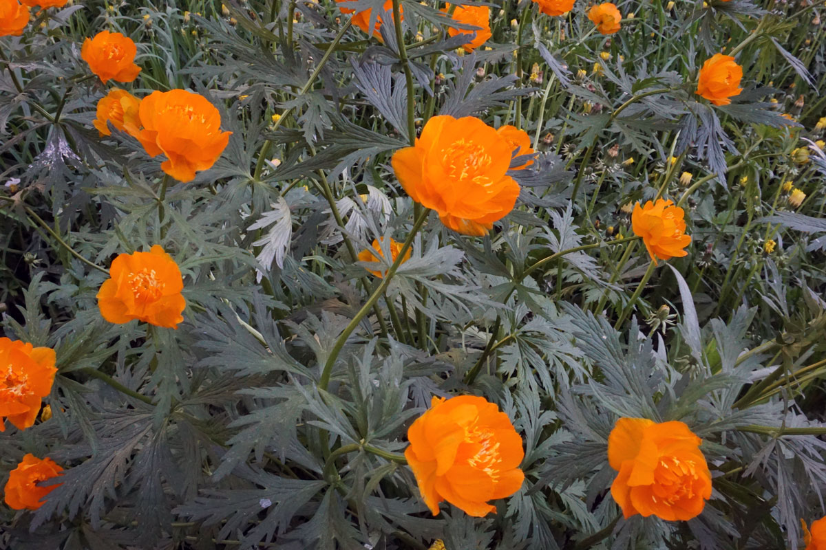 Купальница азиатская (лат. Trollius asiaticus)
