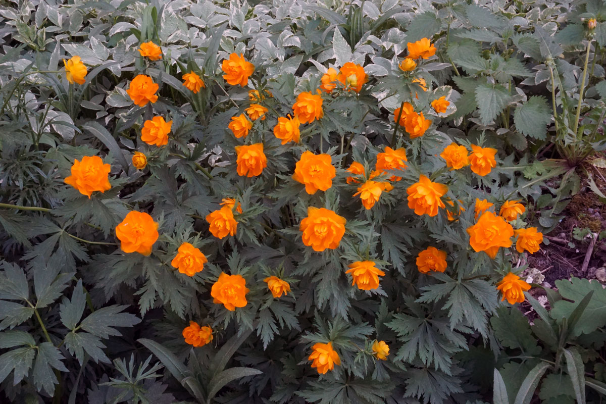 Купальница азиатская (лат. Trollius asiaticus)