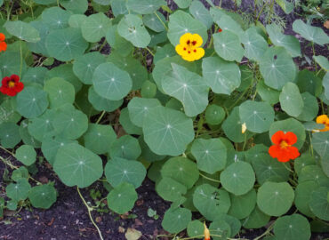 Настурция большая (лат. Tropaeolum majus)