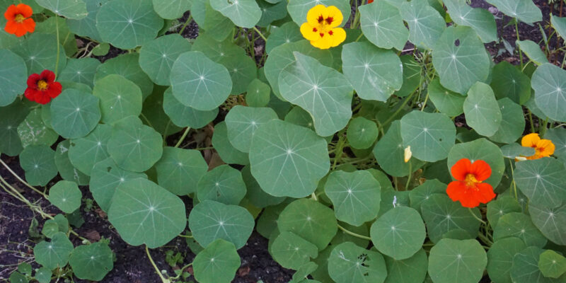 Настурция большая (лат. Tropaeolum majus)