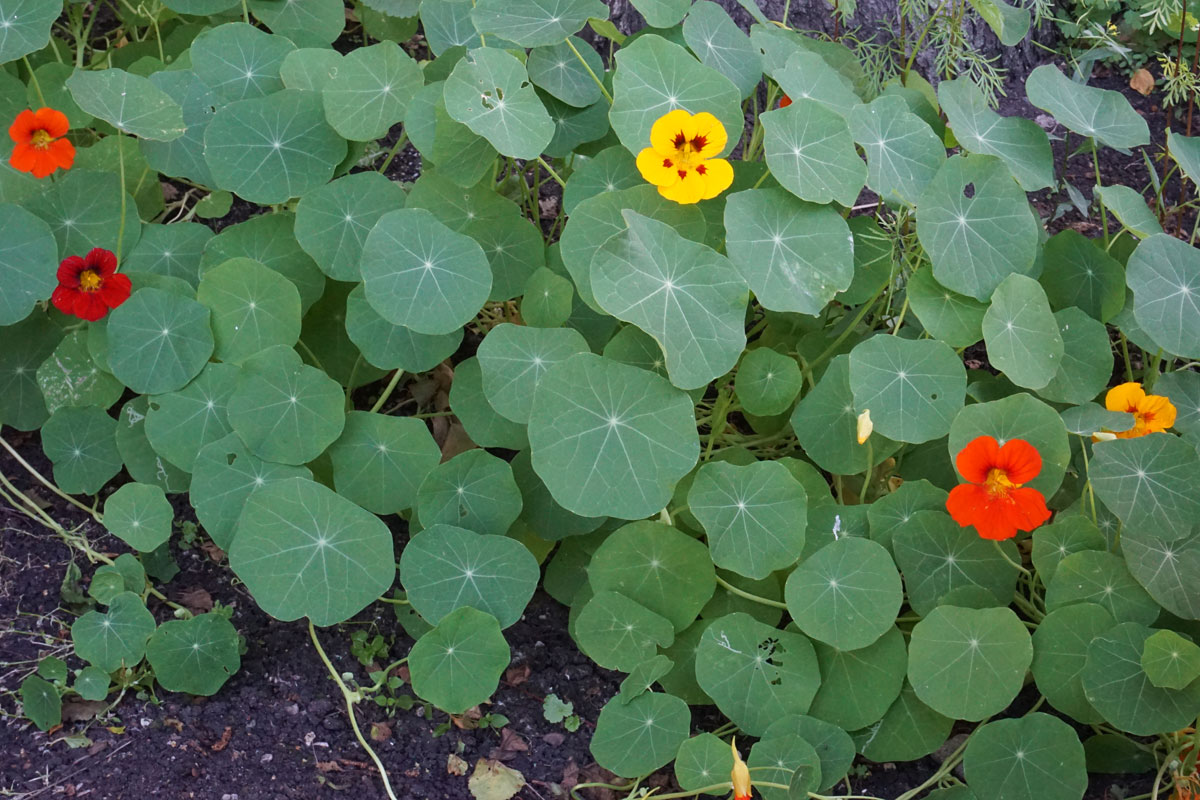 Настурция большая (лат. Tropaeolum majus)