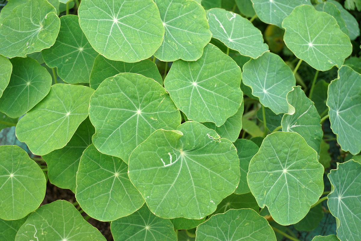 Настурция большая (лат. Tropaeolum majus)