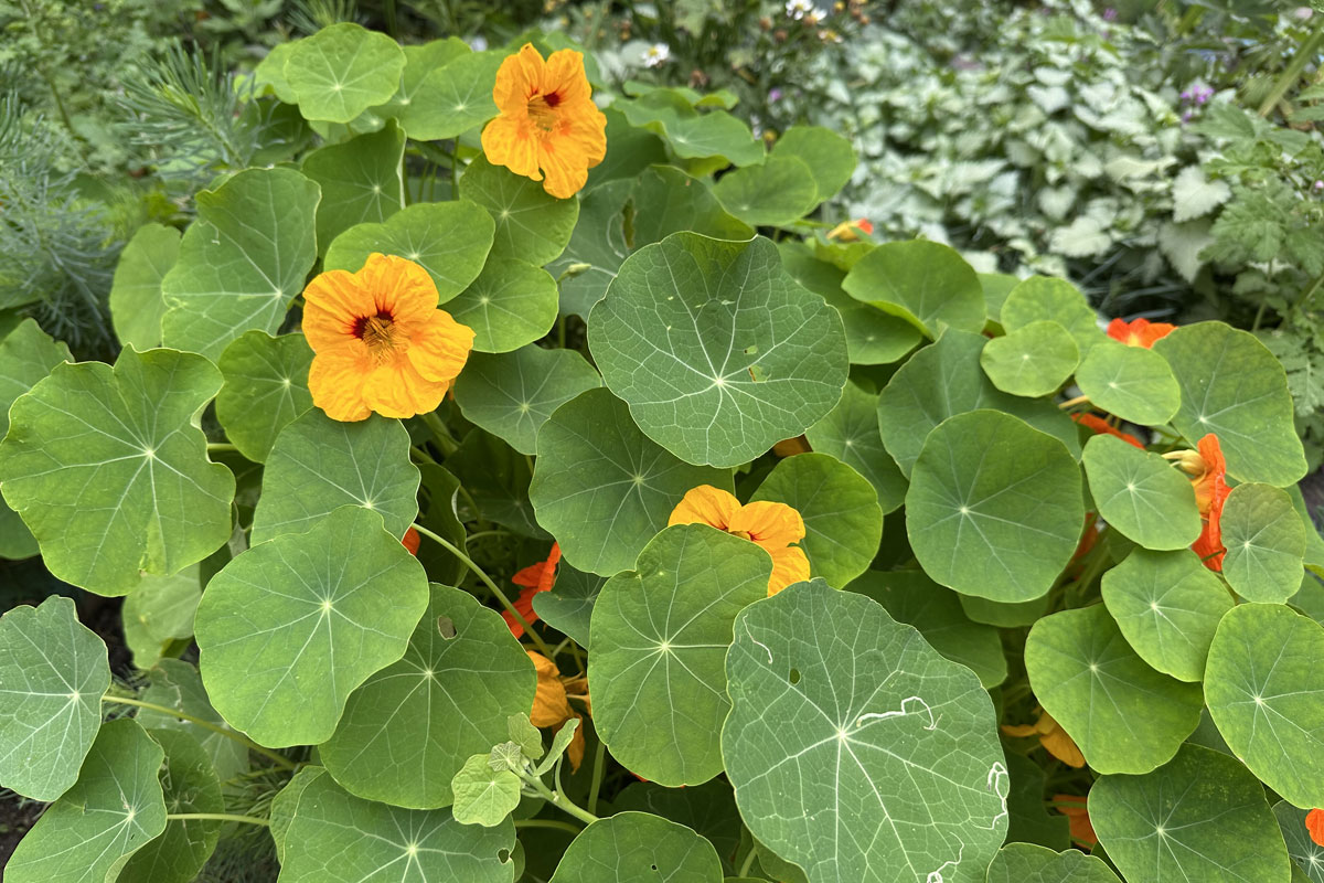Настурция большая (лат. Tropaeolum majus)