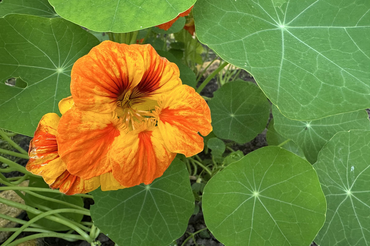 Настурция большая (лат. Tropaeolum majus)