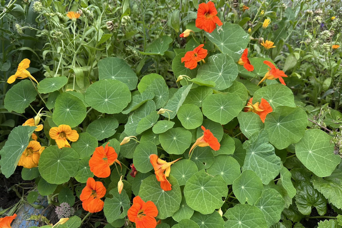 Настурция большая (лат. Tropaeolum majus)