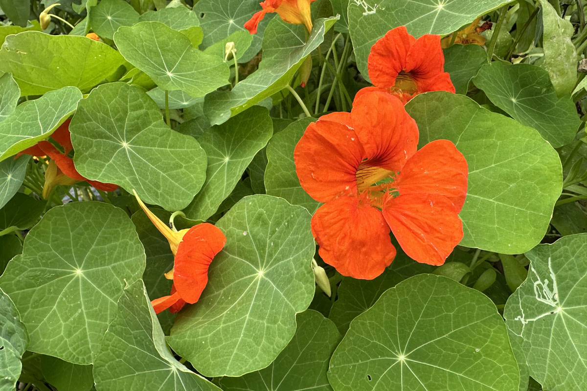 Настурция большая (лат. Tropaeolum majus)