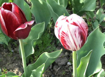 Тюльпаны: выращивание, посадка, зимовка