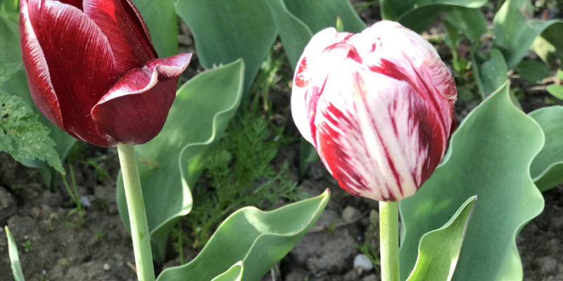 Тюльпаны: выращивание, посадка, зимовка