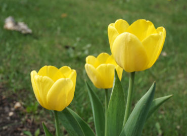 Тюльпаны (лат. Tulipa)