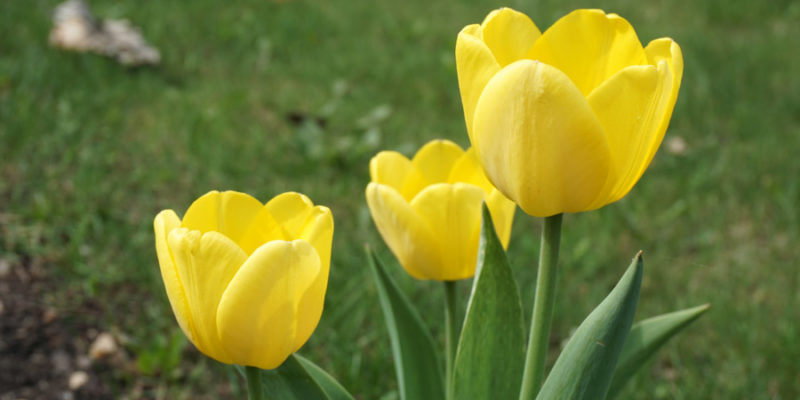 Тюльпаны (лат. Tulipa)