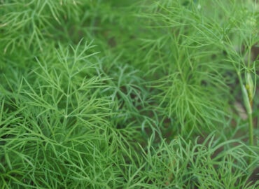 Укроп (лат. Anethum graveolens)