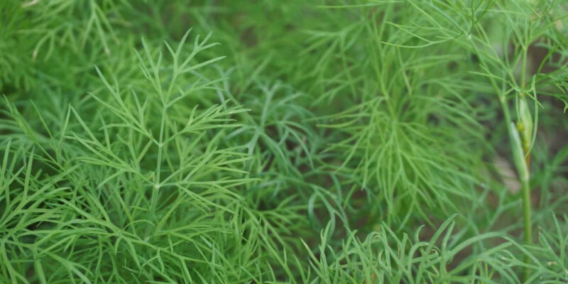 Укроп (лат. Anethum graveolens)